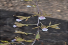 Eulophia epidendraea